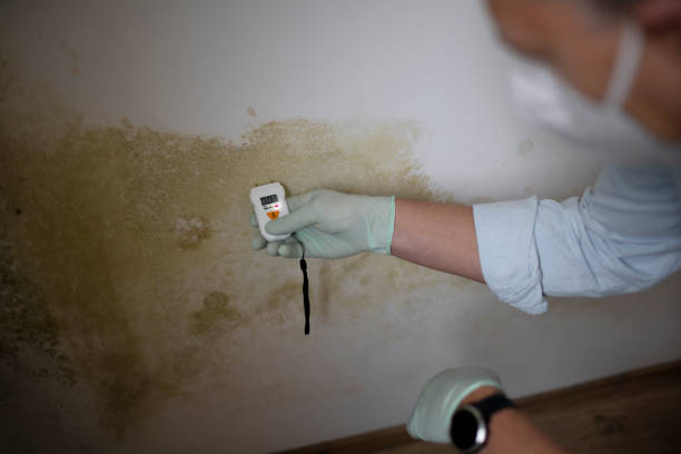 Best Best Mold Removal Companies  in Moses Lake North, WA