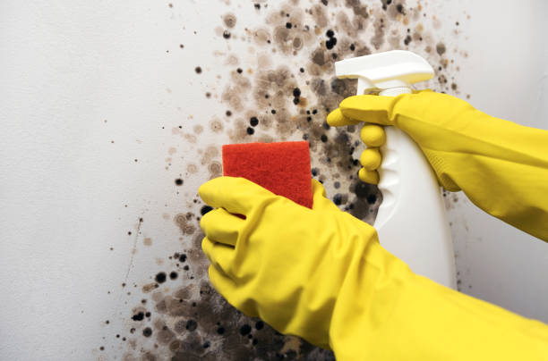 Best Toxic Mold Removal  in Moses Lake North, WA
