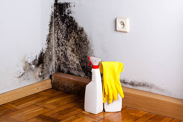Best Commercial Mold Removal  in Moses Lake North, WA